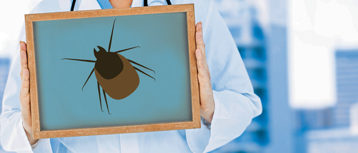 Borrelioosi, Lymen tauti